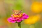 Sachem skipper female on Zinnia-Marion County-Illinois Art Print